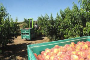Transparencia alimentaria. Trazabilidad productos del campo