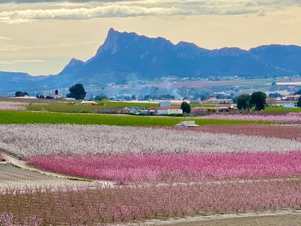 Floracion de Cieza