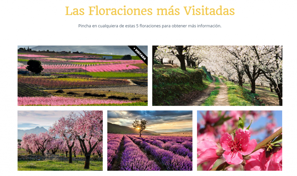 Floración de Cieza